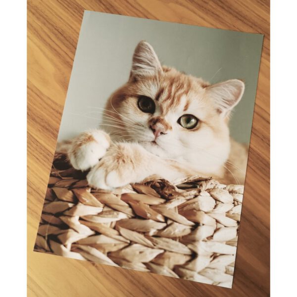 Zdjęcie wydruku kota na papierze 180 g mat